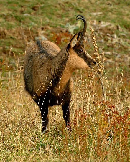 Camoscio d''Abruzzo Rupicapra pyrenaica ornata